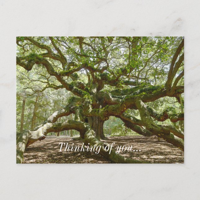 Mighty Angel Oak Postcard (Front)