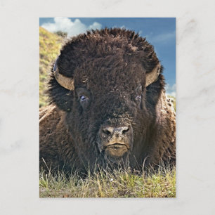 Mighty Bison Postcards