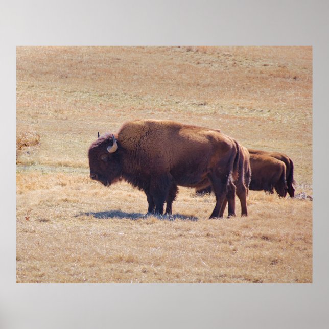 Mighty buffalo roaming the Oklahoma plains Poster (Front)