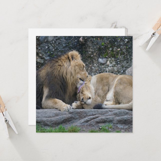 Mighty Lion Love (Front/Back In Situ)