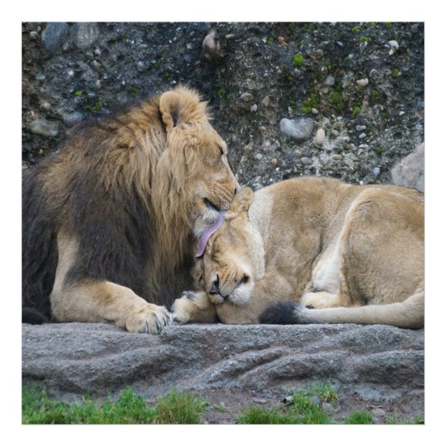 Mighty Lion Love Photo Print (Front)