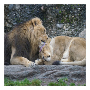 Mighty Lion Love Photo Print