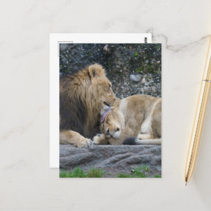 Mighty Lion Love Postcard