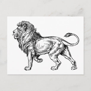 Mighty Lion Sketch Postcard