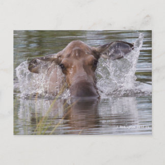Mighty moose playing it cool postcard