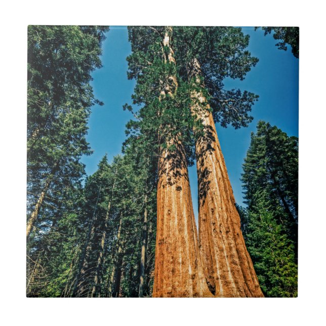 Mighty Redwood Tile (Front)