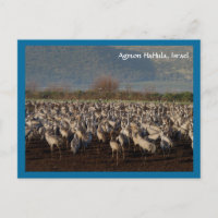 Migrating Birds Postcard