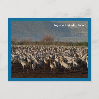 Migrating Birds Postcard
