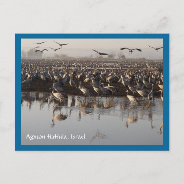 Migrating Birds Postcard (Front)