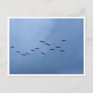 Migrating Geese in V-Formation Postcard