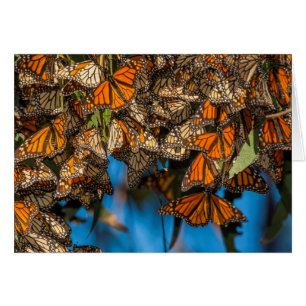 Migrating monarch butterflies cling to leaves