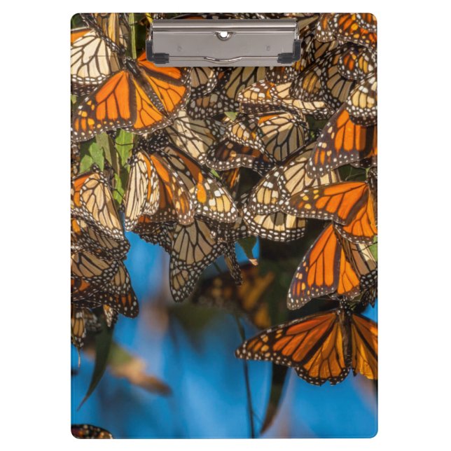 Migrating monarch butterflies cling to leaves clipboard (Front)
