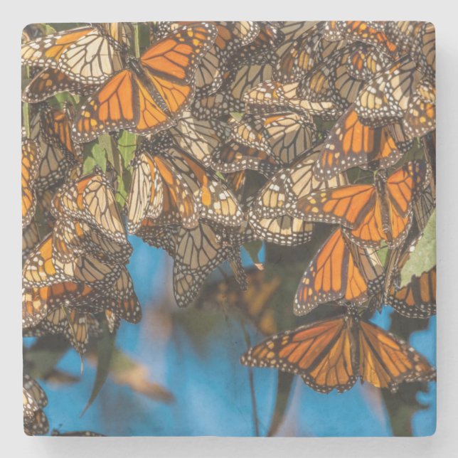 Migrating monarch butterflies cling to leaves stone coaster (Front)
