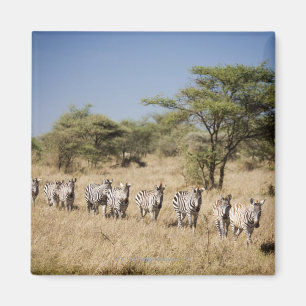 Migrating zebra, Tanzania Magnet