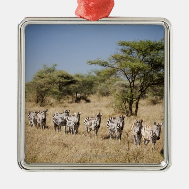 Migrating zebra, Tanzania Metal Tree Decoration (Front)