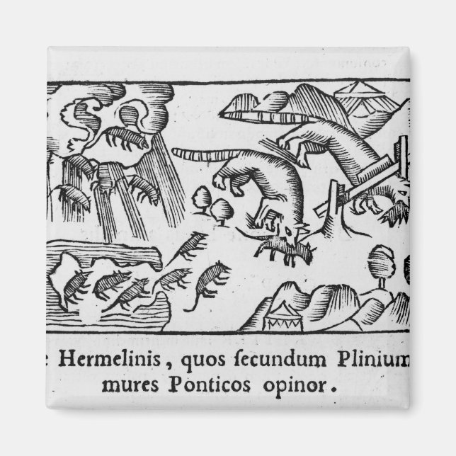 Migration of lemmings magnet (Front)