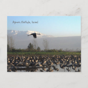 Migratory Birds in Israel Postcard