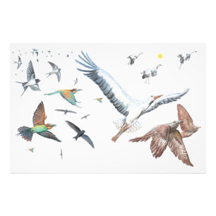 Migratory birds tracing their flights Illustration Photo Print