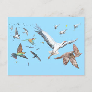 Migratory birds tracing their flights Illustration Postcard