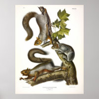 Migratory (Eastern Grey) Squirrel by Audubon