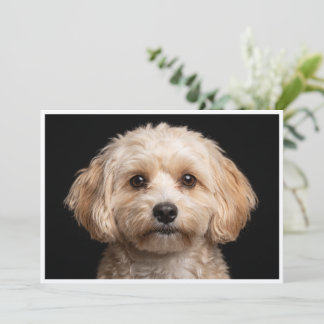 Miki dog isolated on black background invitation