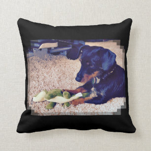 Miles - Hobie - Dachshund X Cushion