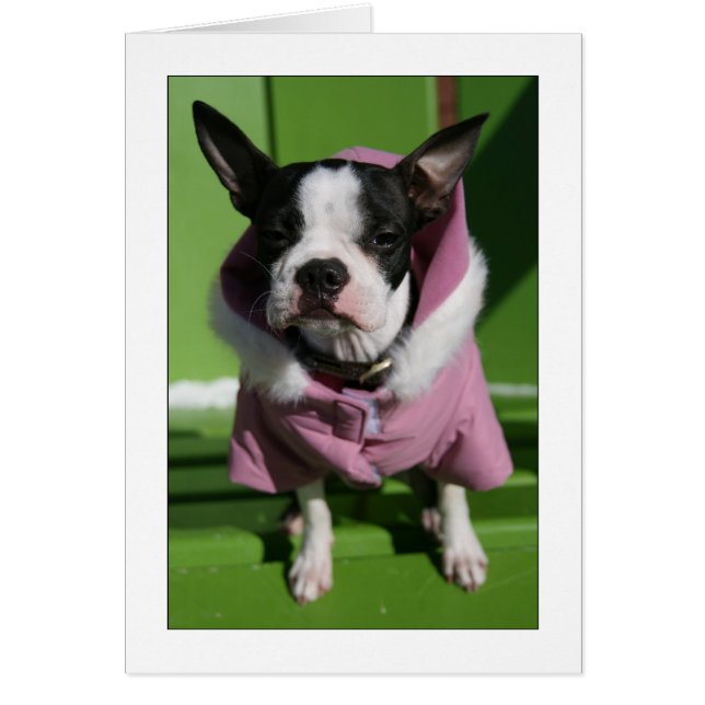 Miley in the cold (Front)