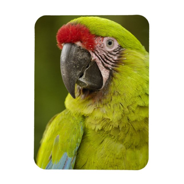 Military Macaw Magnet (Vertical)