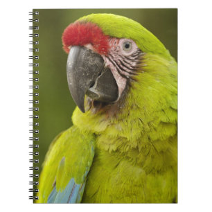 Military Macaw Notebook