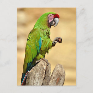 Military macaw perched postcard