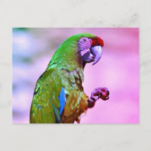 Military macaw perched postcard