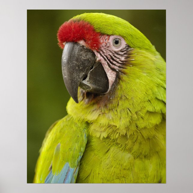 Military Macaw Poster (Front)