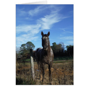 Milk Chocolate Brown Horse in Blue
