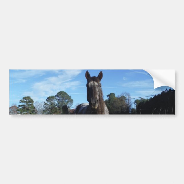 Milk Chocolate Brown Horse in Blue Bumper Sticker (Front)