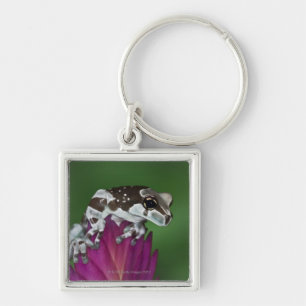 Milk Frog, Trachycephalus resinifictrix Key Ring