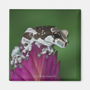 Milk Frog, Trachycephalus resinifictrix Magnet