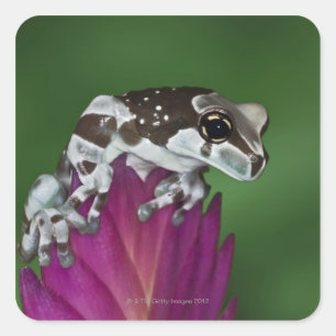 Milk Frog, Trachycephalus resinifictrix Square Sticker