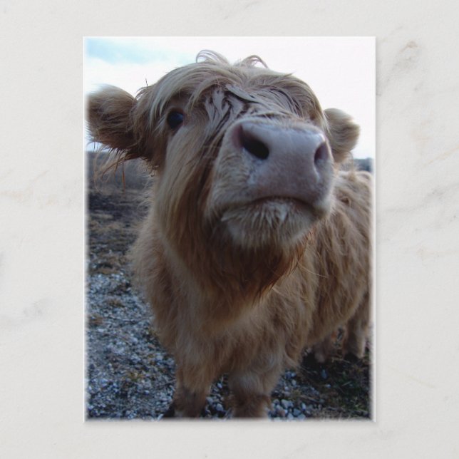 milk?! postcard (Front)