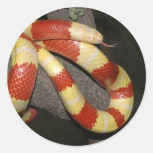 Milk snake classic round sticker