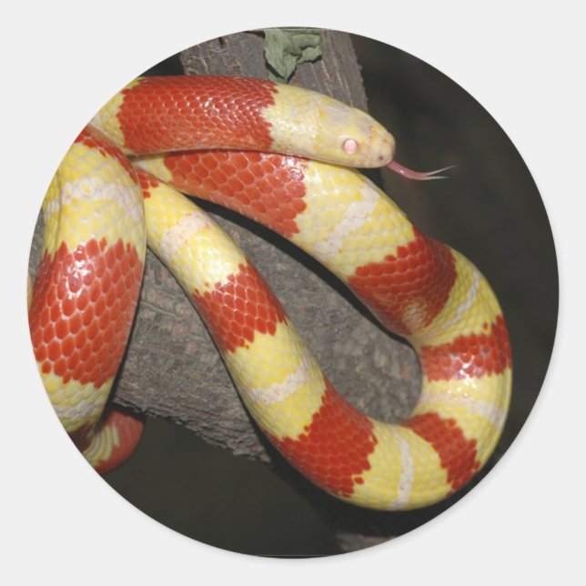 Milk snake classic round sticker (Front)