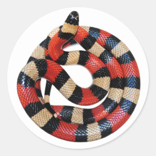 Milk snake classic round sticker