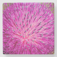 Milk thistle closeup