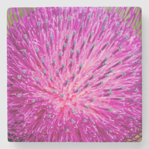 Milk thistle closeup stone coaster