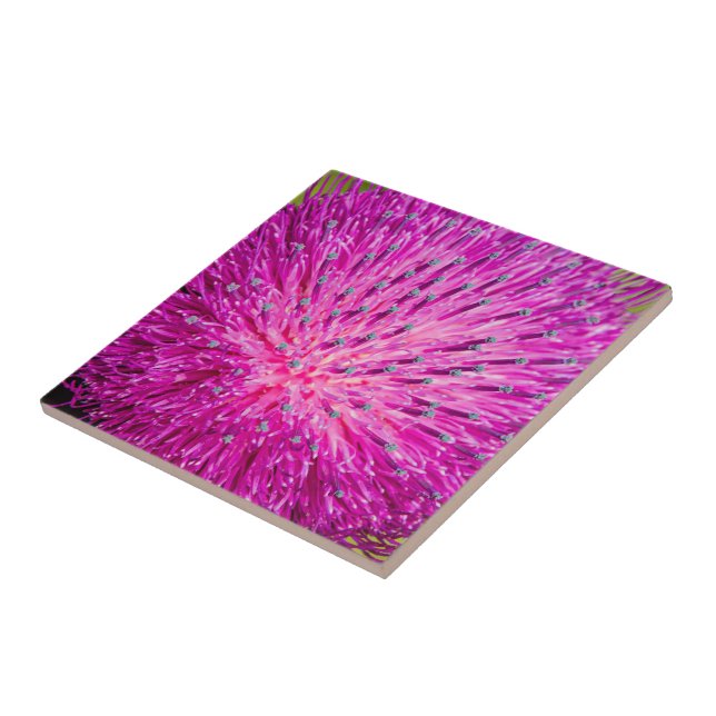 Milk thistle closeup tile (Side)