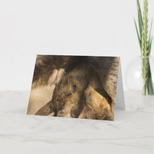 Milking Moose Calves Greeting Card
