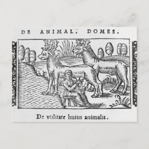 Milking reindeers postcard