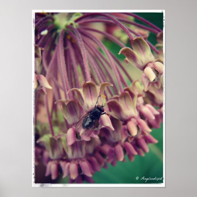 Milkweed and Fly Poster (Front)