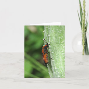 Milkweed Beetle and Pod - Blank Greeting Card