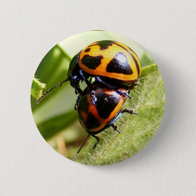 Milkweed Beetles ~ button (Front)