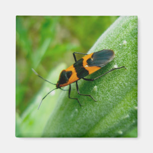 Milkweed Bug Magnet